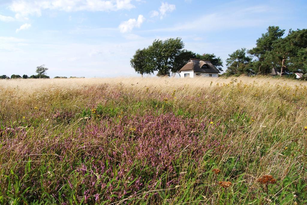 Ferienwohnung Hiddensee In Vitte Εξωτερικό φωτογραφία